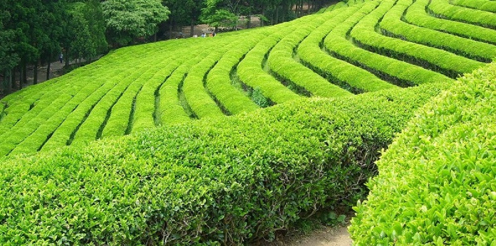 वार्षिक ३ अर्ब ४३ करोडको चिया निर्यात