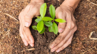 सहरमा हरियाली प्रवद्र्धनका लागि १ लाख बिरुवा रोप्दै काठमाडौं महानगर