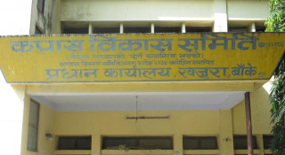 कपास विकास समिति खारेजीले किसान चिन्तित, खेती अन्योल