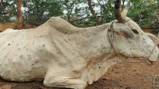 लम्पी स्किनले मरे साढे नौ हजार पशु, नेपालमा कहिले भित्रियो यो रोग ?