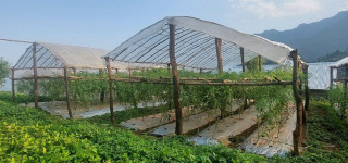 कृषि फार्ममा अनुगमन गर्दैनन् स्थानीय सरकार