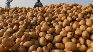 भारतबाट आलु आयात हुँदा नेपाली आलुले पाएन बजार र मूल्य, किसान मर्कामा