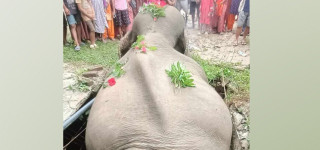 सेफ्टी ट्याङ्कीमा परेर जङ्गली हात्तीको मृत्यु