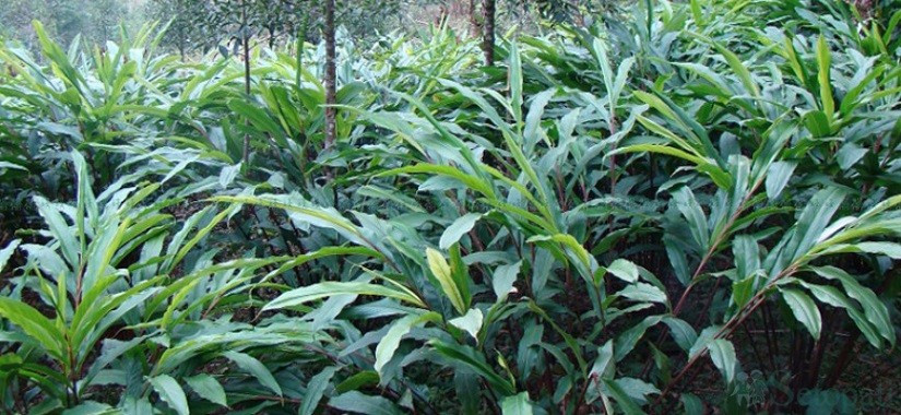 अलैँचीको मूल्य दोब्बरभन्दा बढी, कम फलेपनि उत्साहित छन् किसान