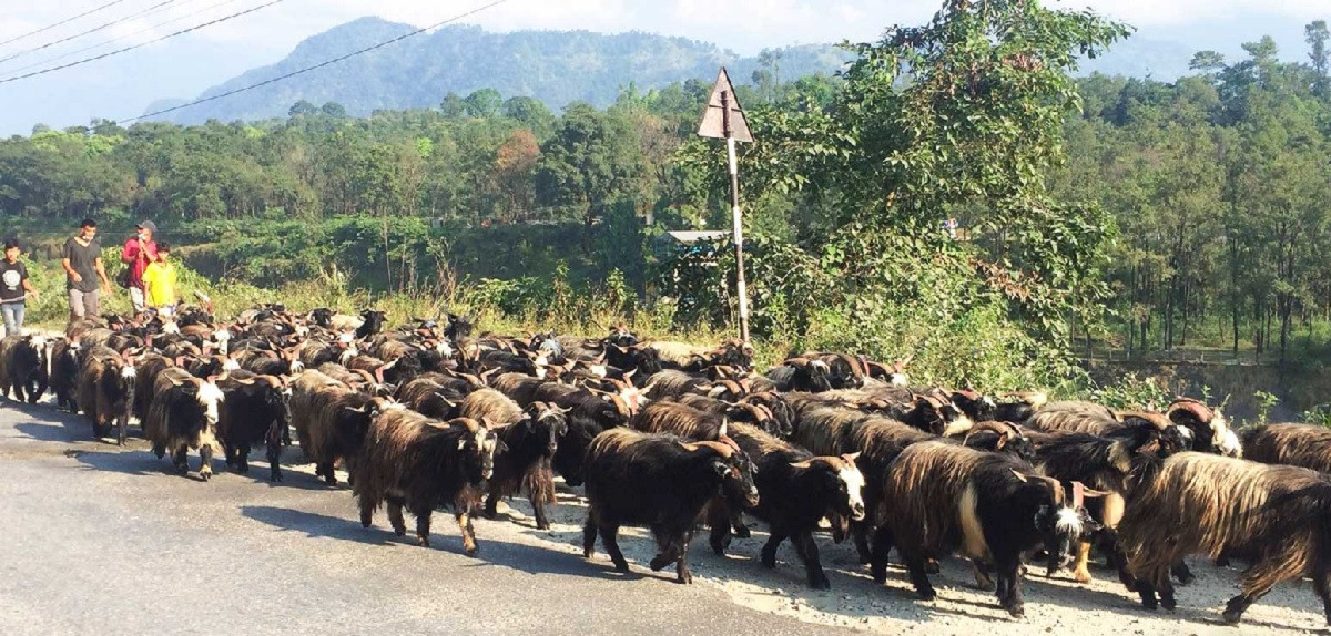 दसैँमा पचास हजार खसीबोका र च्याङ्ग्रा ल्याउने तयारी