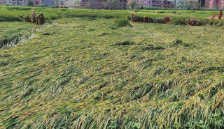 प्रकोपका कारण ३० वर्षमा ३८ खर्ब डलरको बाली नोक्सान
