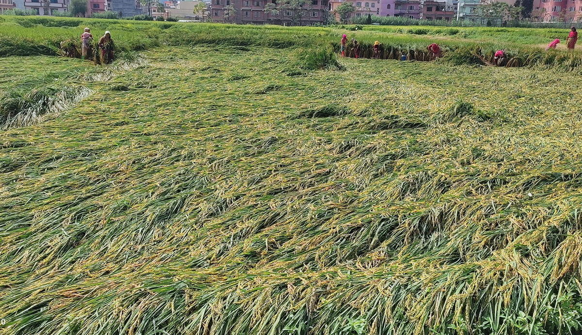 प्रकोपका कारण ३० वर्षमा ३८ खर्ब डलरको बाली नोक्सान
