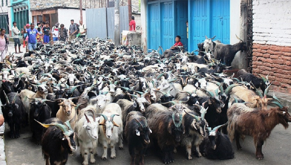 बागलुङमा भित्रिए मुस्ताङी च्याङ्ग्रा, मूल्य प्रतिगोटा ४० देखि ५० हजार रुपैयाँ
