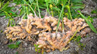 इलाममा अदुवाको आकर्षक मूल्य, खेती विस्तार गर्दै किसान
