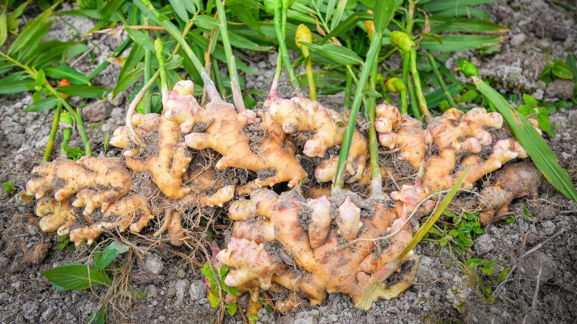 इलाममा अदुवाको आकर्षक मूल्य, खेती विस्तार गर्दै किसान
