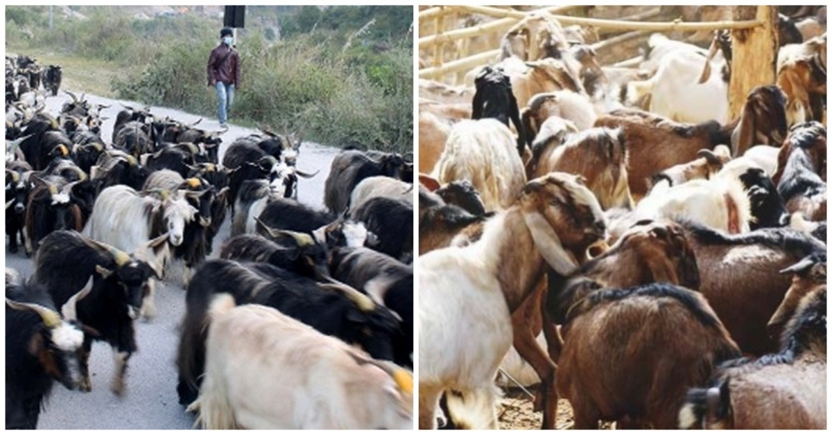 दशैंका लागि खाद्य कम्पनीले १५ सय खसीबोका र ३ सय च्याङ्ग्रा ल्याउने