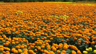पुष्प व्यवसायीको तिहार चटारो : दुई  ठाउँमा प्रदर्शनी, यस्तो छ फूलको अर्थशास्त्र