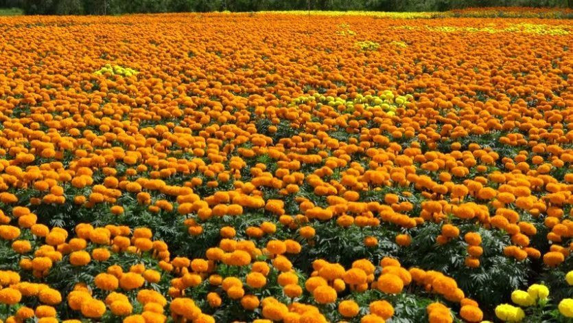 पुष्प व्यवसायीको तिहार चटारो : दुई  ठाउँमा प्रदर्शनी, यस्तो छ फूलको अर्थशास्त्र
