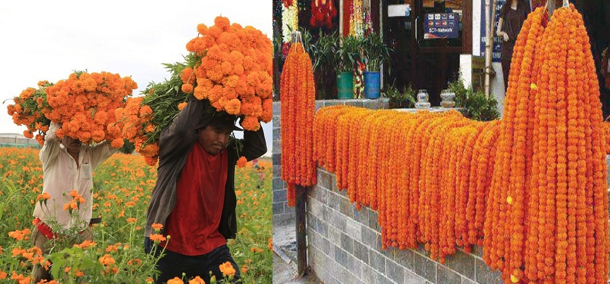 तिहारका लागि फूल र मालाको मूल्य निर्धारण, माला प्रतिगोटा कति ?