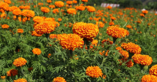 सयपत्री फूलको प्रयोग बढ्दा घट्यो कृत्रिम फूलको आयात
