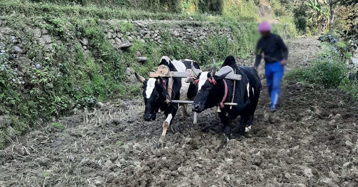 सुदूरपश्चिमका ६० प्रतिशत किसानलाई खेतीपातीबाट वर्षभर खान नपुग्ने