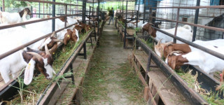 स्रोतकेन्द्र विस्तार गर्दै राष्ट्रिय बाख्रा अनुसन्धान केन्द्र