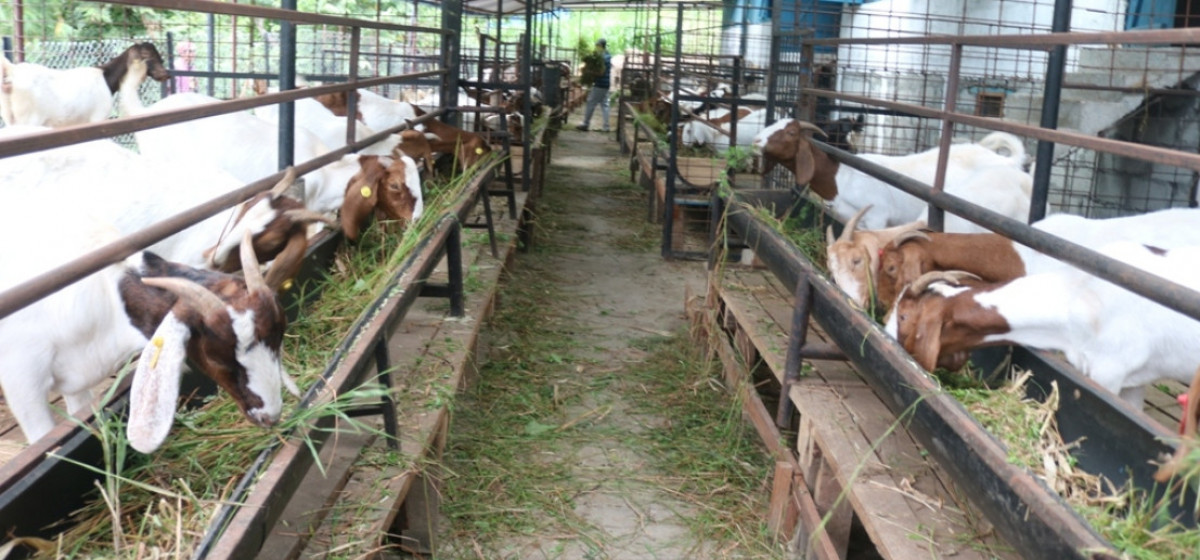 स्रोतकेन्द्र विस्तार गर्दै राष्ट्रिय बाख्रा अनुसन्धान केन्द्र