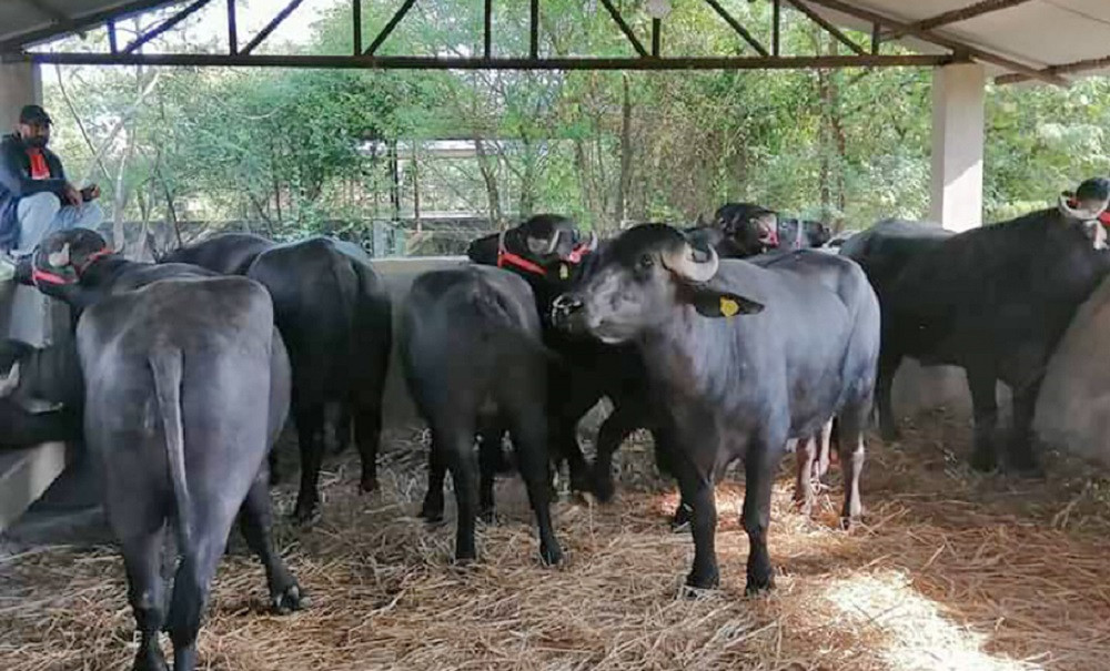 भारतले उपहार दिएका ७ मुर्रा राँगा पोखरा आइपुग्ने