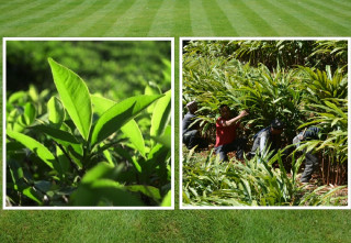 अढाई अर्बको चिया र सवा अर्बको अलैंची निर्यात, अदुवा र अम्रिसोको माग पनि उच्च