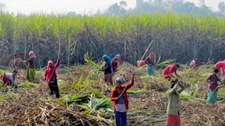 सरकारले उखु किसानको ५२ करोड बक्यौता तत्कालै भुक्तानी गर्ने
