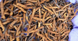७ महिनामा ६० करोड ६१ लाख रुपैयाँभन्दा बढीको यार्चागुम्बा निर्यात