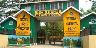 बर्दिया राष्ट्रिय निकुञ्जमा बढे पर्यटक, ९० प्रतिशतले गरे बाघ अवलोकन