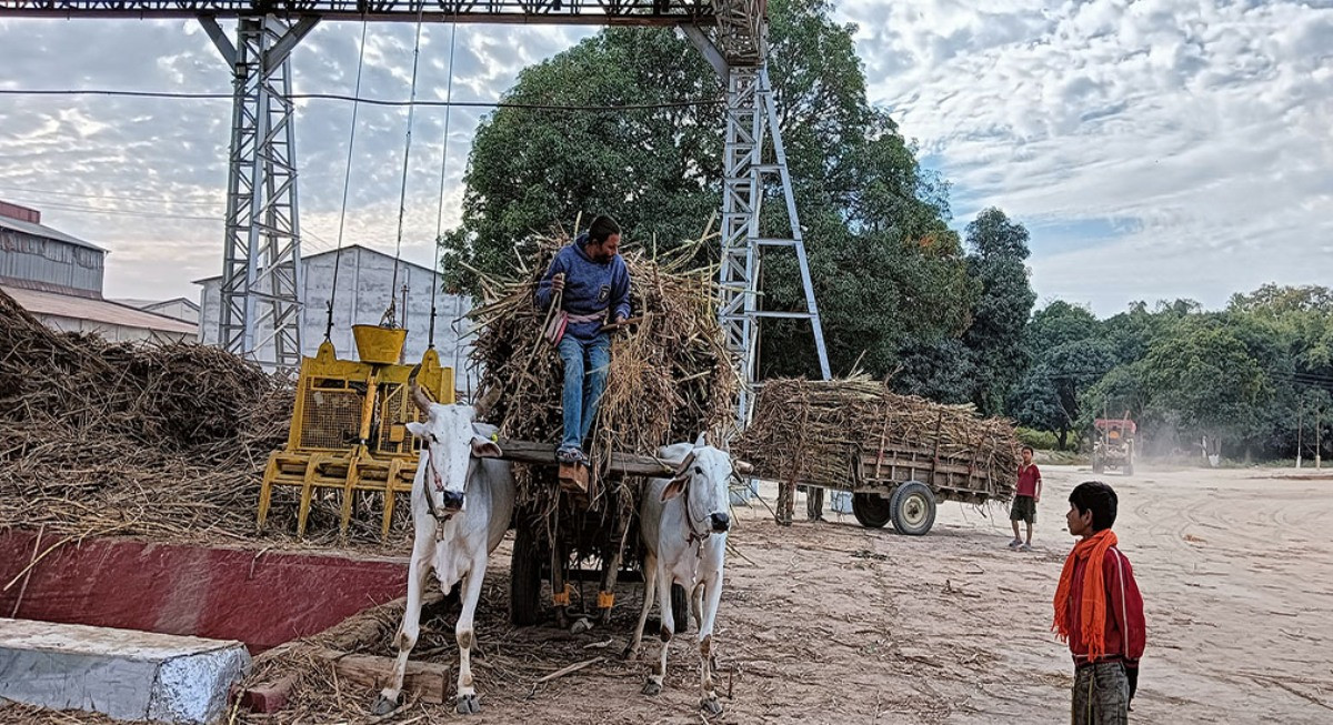 उखु अभाव हुँदा पूर्ण क्षमतामा सञ्चालन हुन सकेन एभरेष्ट चिनी मिल