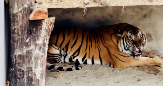 भरतपुर भ्रमण वर्ष २०२४ : दुर्लभ पाटे बाघ 'प्रदर्शनीमा'