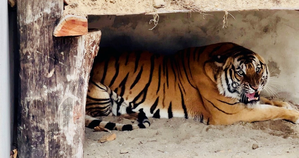 भरतपुर भ्रमण वर्ष २०२४ : दुर्लभ पाटे बाघ 'प्रदर्शनीमा'