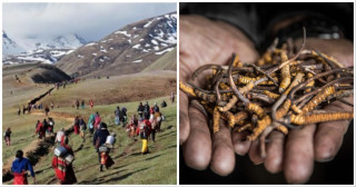 ११ महिनामा ६४ करोड २२ लाखको यार्चागुम्बा निर्यात