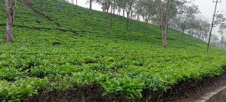 परीक्षणसम्बन्धी नयाँ नियमले चिया निर्यात ठप्प