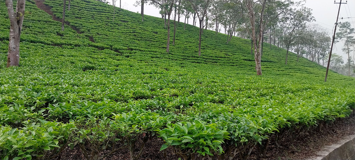 परीक्षणसम्बन्धी नयाँ नियमले चिया निर्यात ठप्प