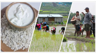असार १५ गते करिब ८० लाख लिटर दही खपत हुने अनुमान