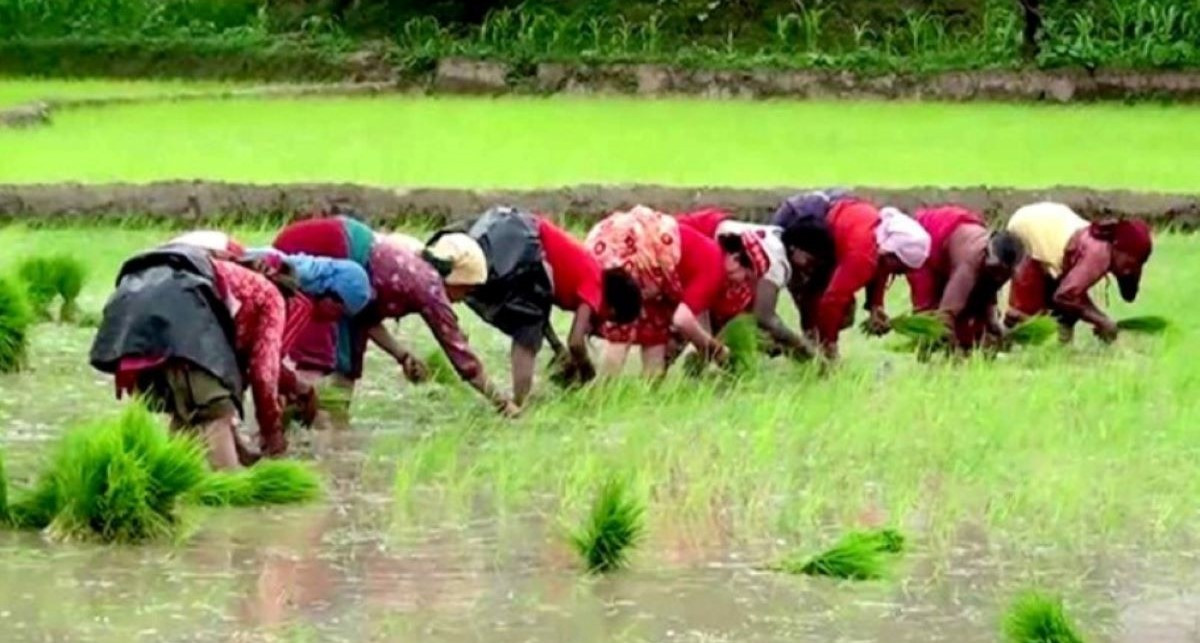 मनसुन प्रतिकूल बन्दा : धान उत्पादन घट्ने चिन्ता, अकाशे पानीकै भरमा मधेसमा ५१ प्रतिशत रोपाइँ