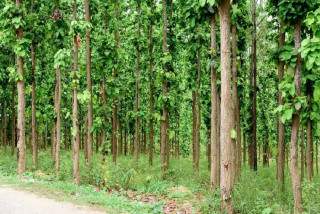धनुषामा ८ सय ३७ हेक्टर वनको जमिन अतिक्रमण