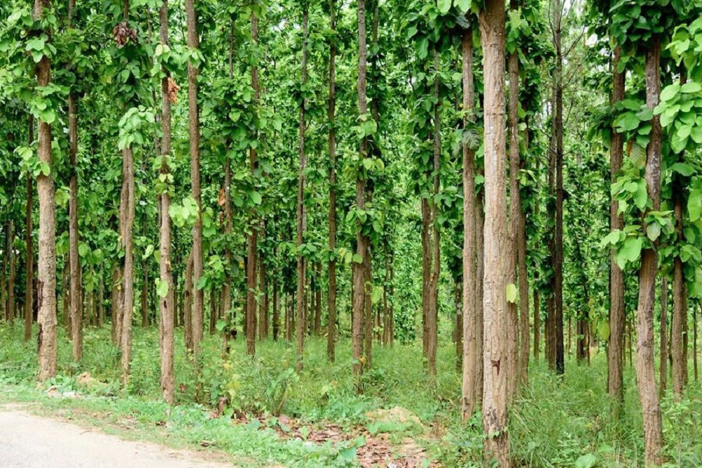 धनुषामा ८ सय ३७ हेक्टर वनको जमिन अतिक्रमण
