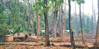 मधेश प्रदेशको साढे ५ हजार हेक्टर वनक्षेत्र अतिक्रमणको चपेटामा