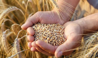 गहुँको समर्थन मूल्य तोक्ने प्रक्रिया सुरु
