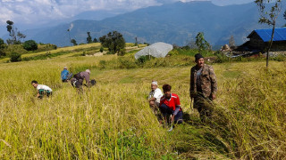 मौसम अनुकूलन नहुँदा धान उत्पादन घट्ने अनुमान