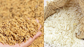 १७ अर्ब ८२ करोडले बढ्याे धानचामलकाे आयात