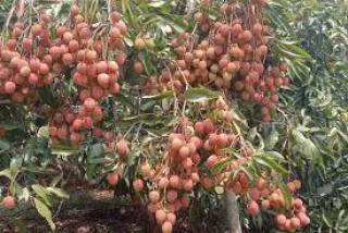 गोरखामा लिची बिक्रीबाट  ११ करोड आम्दानी