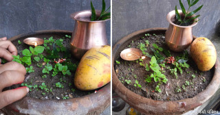 आज हरिशयनी एकादशी : तुलसीको बिरुवा सारिँदै