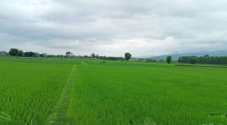 देशभर करिब ९८ प्रतिशत धान रोपाइँ सम्पन्न
