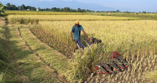 धानको उचित मूल्य नपाउँदा किसान चिन्तित