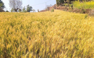 गहुँको मूल्यमा गिरावट ,समर्थन मूल्य तोक्न किसानको आग्रह