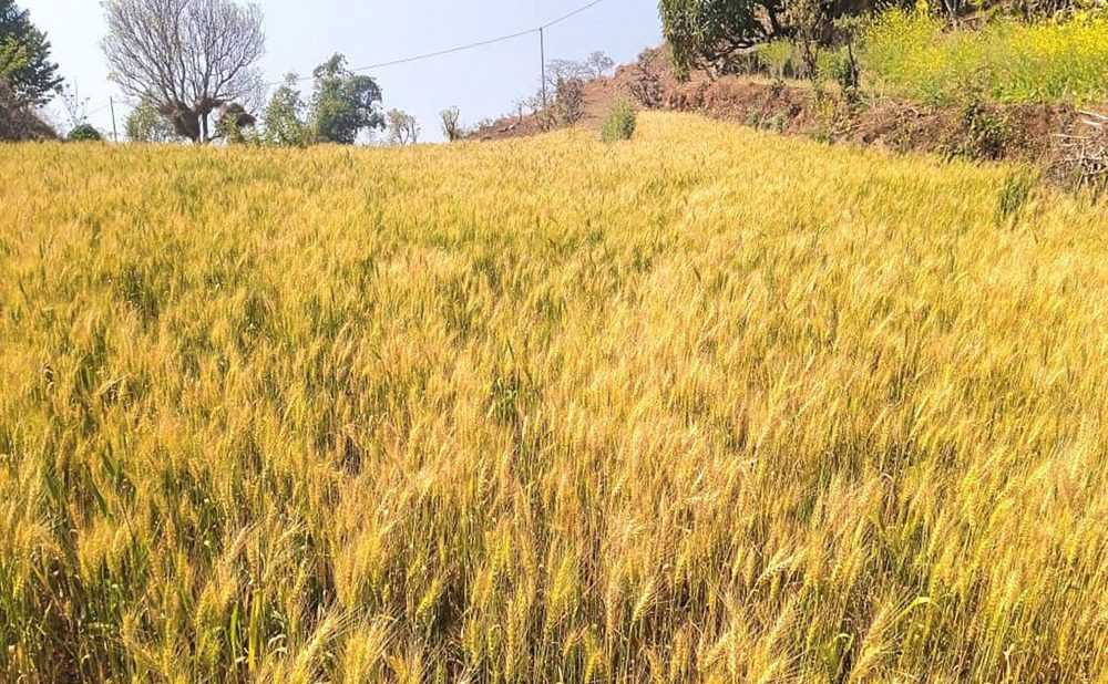 गहुँको मूल्यमा गिरावट ,समर्थन मूल्य तोक्न किसानको आग्रह