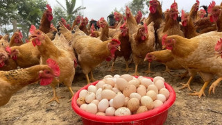 बर्डफ्लु नियन्त्रणमा आएसँगै ‘अण्डा’ र मासुको खपत र मूल्य बढ्यो