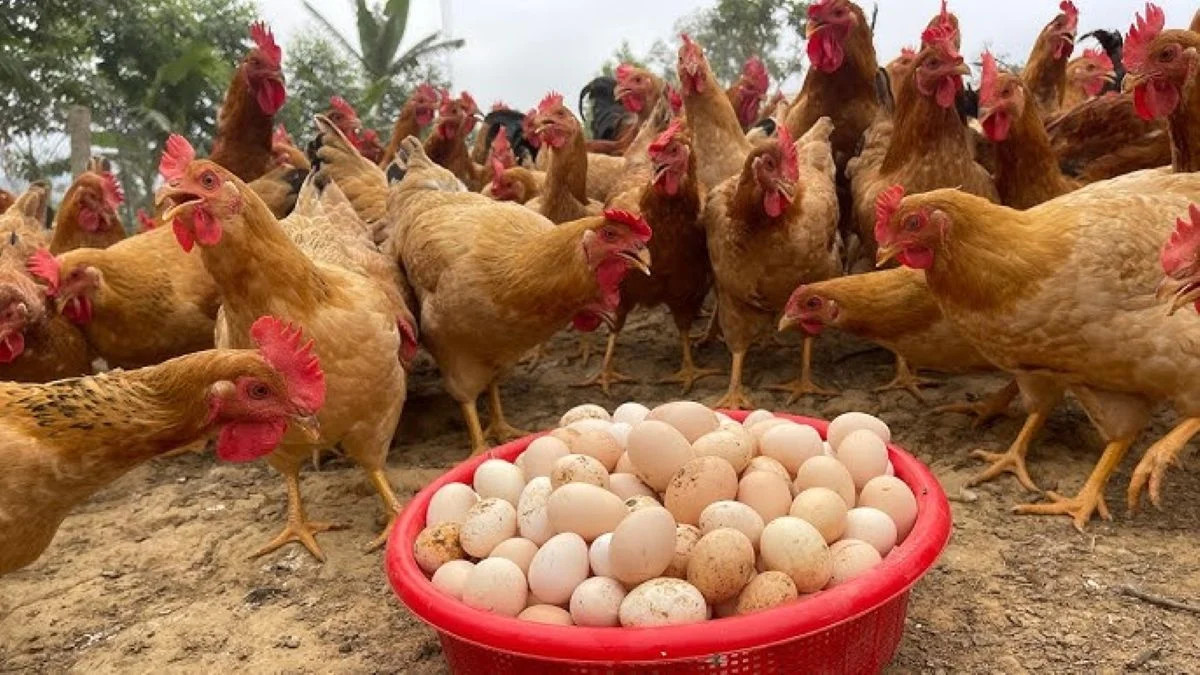 बर्डफ्लु नियन्त्रणमा आएसँगै ‘अण्डा’ र मासुको खपत र मूल्य बढ्यो