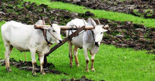 गोरु पाल्ने किसानलाई पनि अनुदान